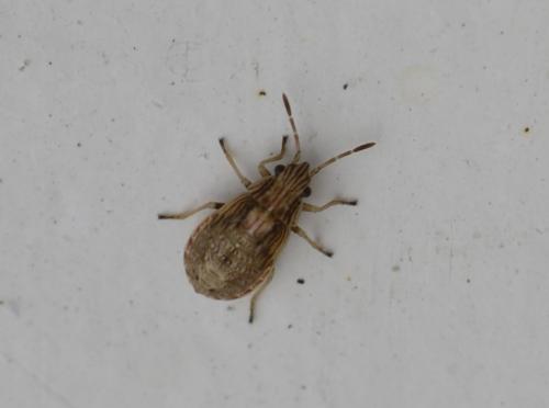 Nysius sp.